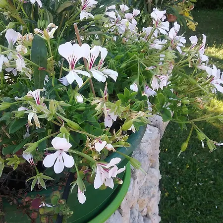 Les Acacias